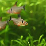 飼育1日目　ハイフェソブリコンsp. パンタナル